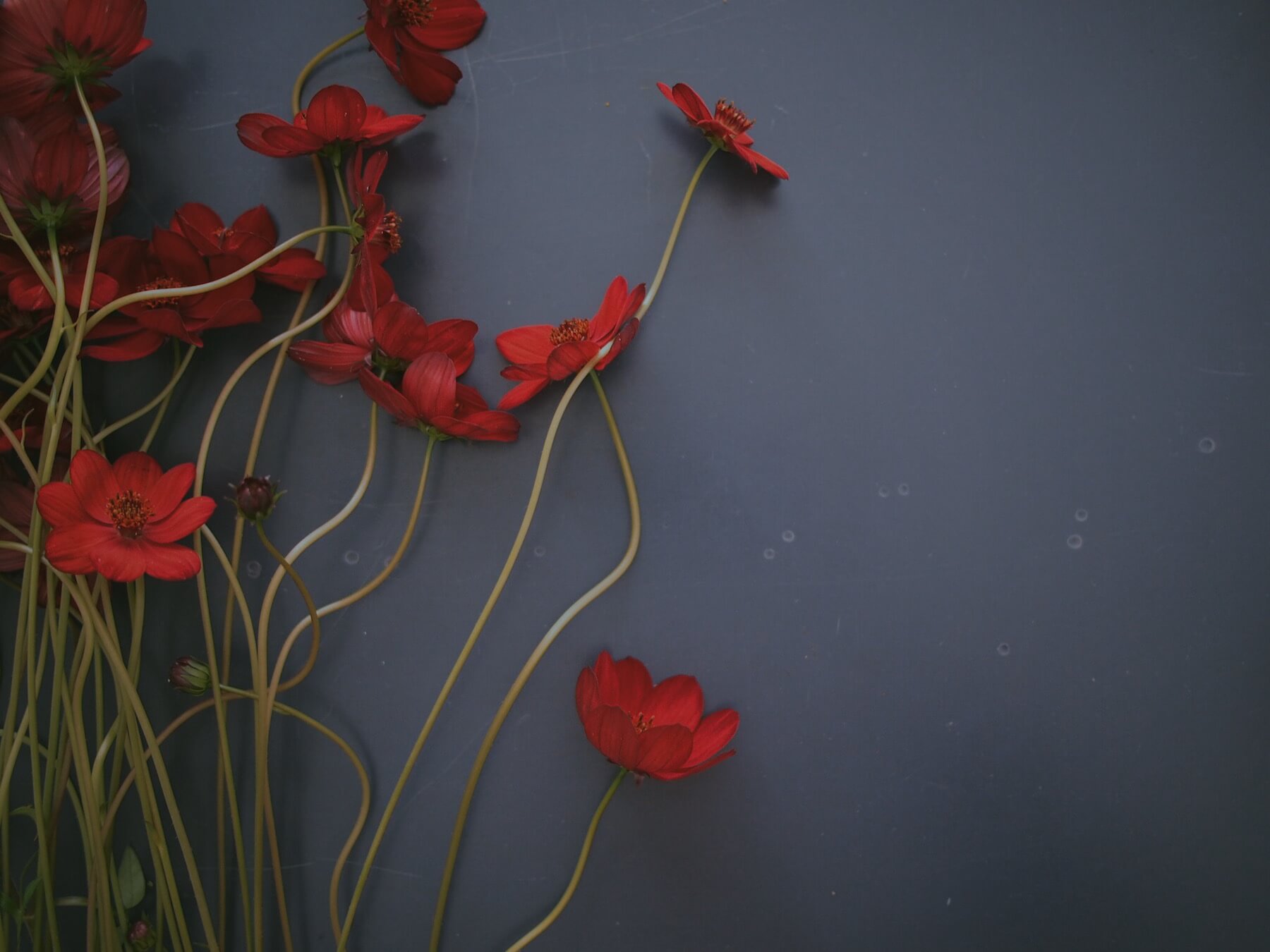 Cut Flowers, Bouquet, Arrangement